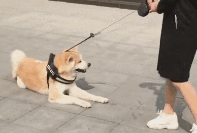 汪星人也能坐火车啦?宠物最全铁路出行攻略就在这了