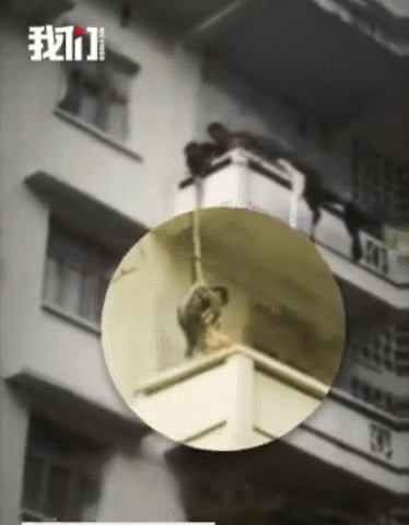 四川一老人用绳吊孙子下楼救猫