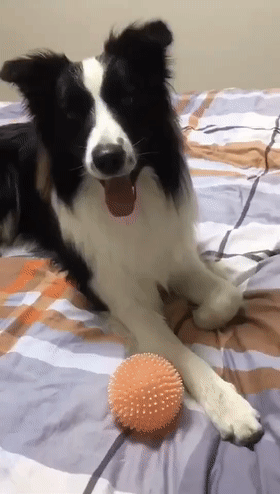 边牧犬和小区保安打排球:玩了好几局,基本都是狗赢