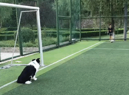 边牧犬和小区保安打排球:玩了好几局,基本都是狗赢
