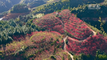 福建寿宁樱花漫山惹人醉
