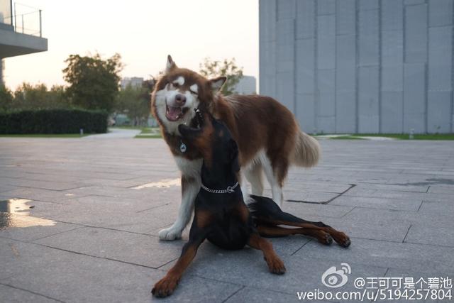 有钱任性，王思聪将爱犬封为上海一姐，叫嚣网友：有不服的么