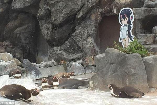 企鹅爱上动漫女孩