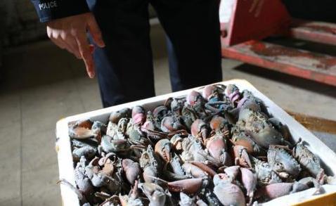 南京破获2.85亿元走私海蟹大案 主要卖给餐饮
