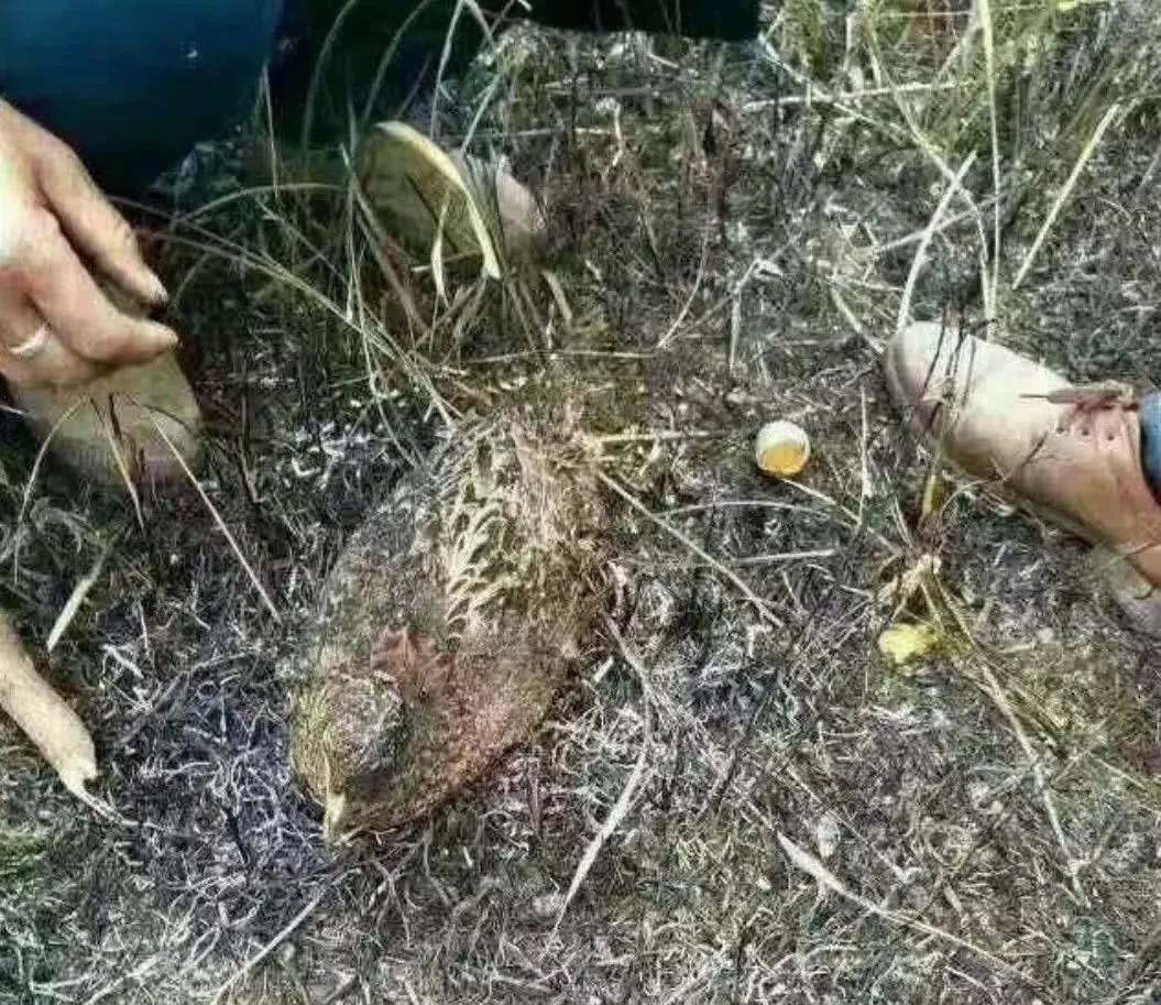 2017年清明节,   一只野鸡遭遇拜祭引发的山火,不幸身亡.