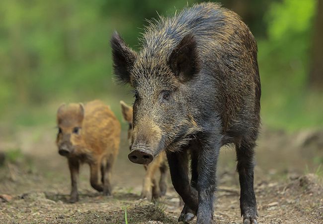 可怕!日本福岛出现放射性杂交野猪,科学家警告人猪冲突