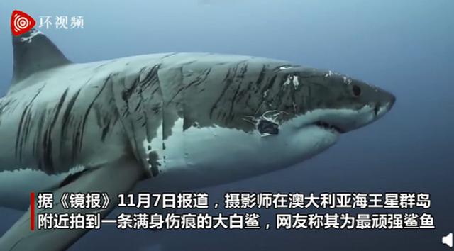 澳大利亚一大白鲨浑身布满伤痕,伤疤很长!摄影师直呼