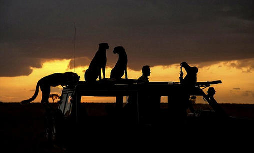 肯尼亚猎豹爬上游客车顶“亲密”合影