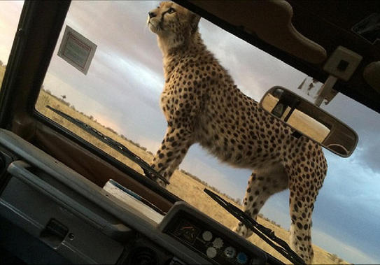 肯尼亚猎豹爬上游客车顶“亲密”合影