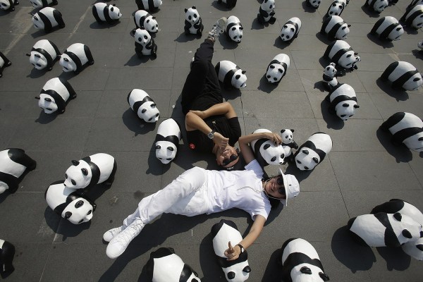 1600只纸熊猫