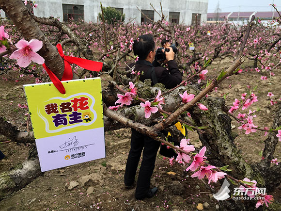 奉贤黄桃"线上支付,到店自提 市民可众筹认领桃树