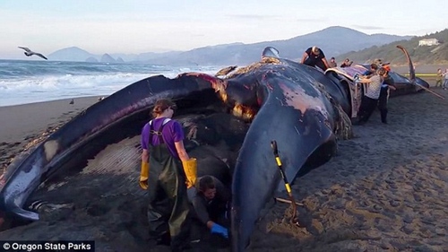 24米蓝鲸因厄尔尼诺被冲上岸