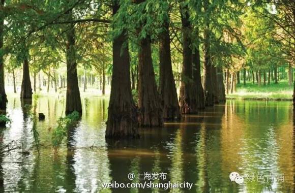 上海热线新闻频道——青浦西南部青西郊野公园计划9月底或10月初开园