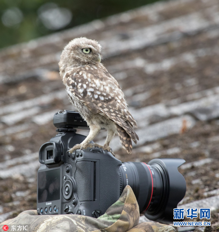 小猫头鹰玩相机当摄影师给同伴拍照