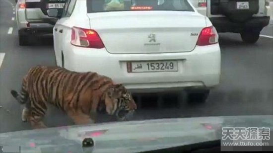 老虎高速散步吓得司机扣紧门窗 结局意外！