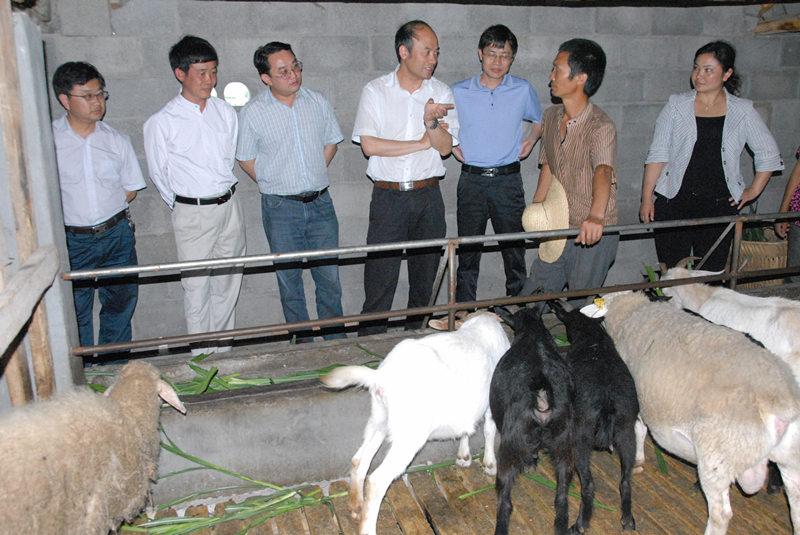 姜仕坤到光照镇与养羊户交流。（资料照片）