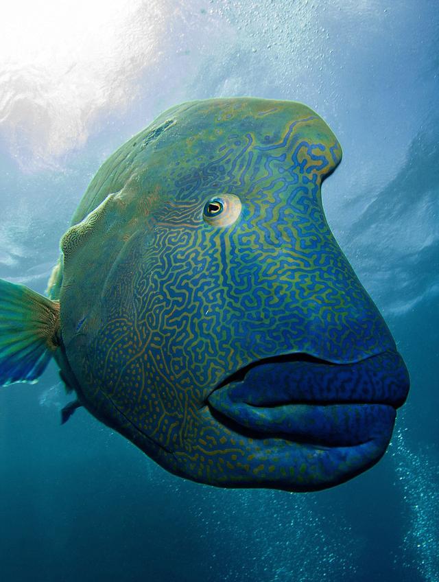 苏眉鱼无端变网红 在大堡礁海底上演“大吞活人”