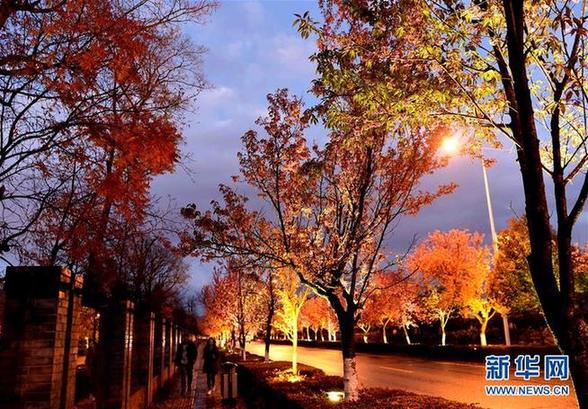 上海热线新闻频道--昆明:夜光中的冬樱花