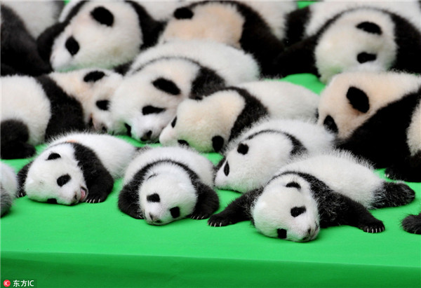 上海热线新闻频道--熊猫宝宝不慎摔跤倒栽葱 摔