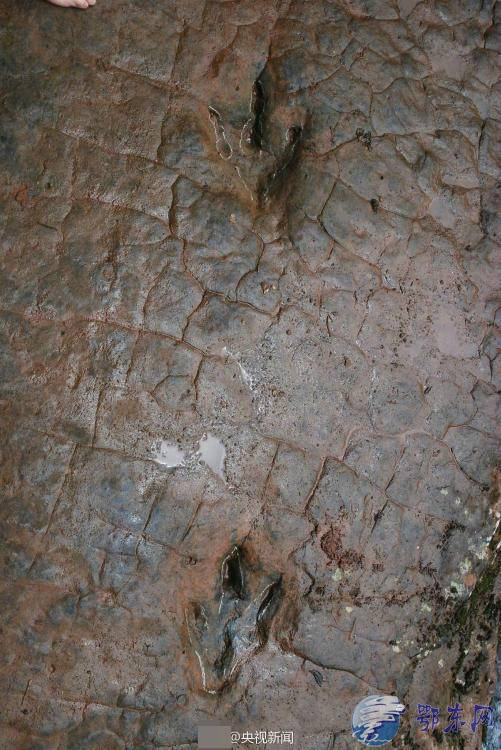 贵州河滩现怪脚印 系一亿年前恐龙足迹化石