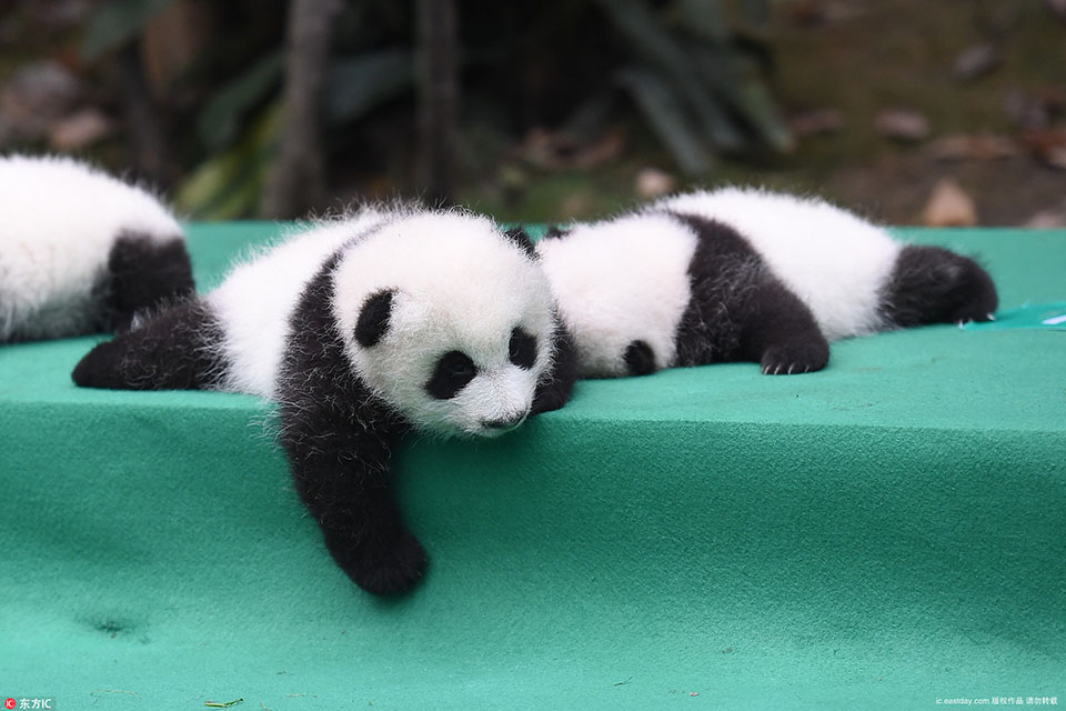 上海热线HOT新闻--成都熊猫基地2017年新生大熊猫集体亮相