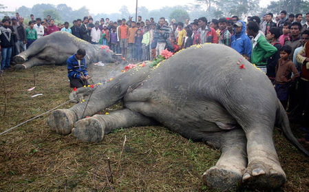 大象触电身亡 居民不约而同来参加其葬礼并将其掩埋
