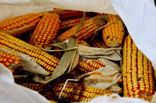 科研玉米被偷摘损失或达上千万 半亩玉米被偷