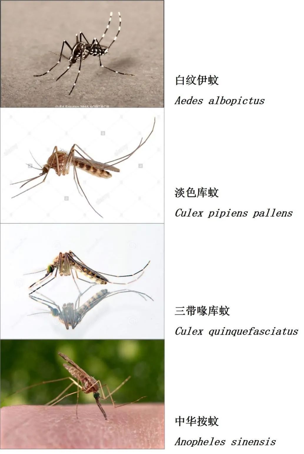 淡色库蚊 俗称"家蚊",可以传播丝虫病,晚上睡觉时在耳边嗡嗡响的大
