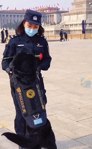 警犬叼花送给女警 狗子:铲屎的我只能帮你到这了
