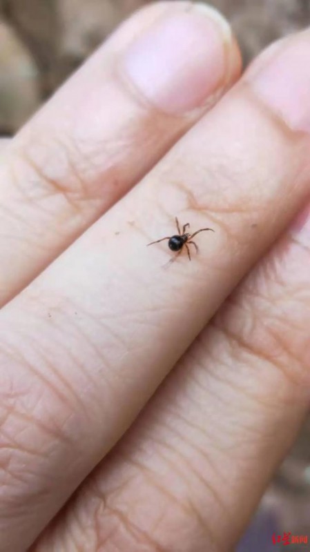 比米粒还小的稀有蜘蛛……网友:还是害怕——上海热线新闻频道