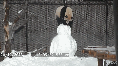 呆萌大熊猫玩雪人 外国网友：暖化了(组图)