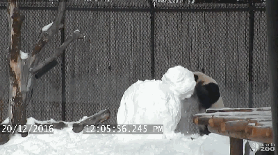 呆萌大熊猫玩雪人 外国网友：暖化了(组图)