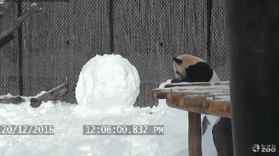 呆萌大熊猫玩雪人 外国网友：暖化了(组图)