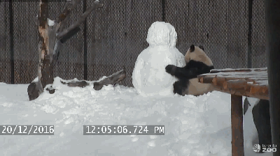 呆萌大熊猫玩雪人 外国网友：暖化了(组图)