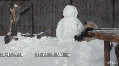 呆萌大熊猫玩雪人 外国网友：暖化了(组图)