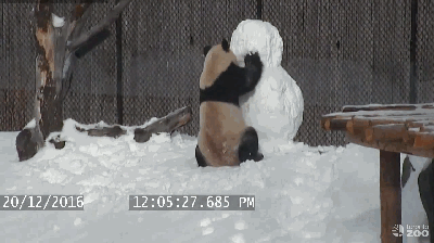 呆萌大熊猫玩雪人 外国网友：暖化了(组图)