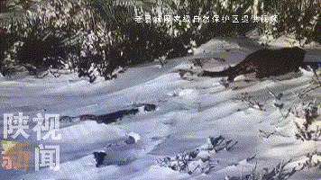 「拍摄」金钱豹现身秦岭 3年来监测样地多点监测到金钱豹活动痕迹