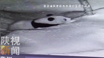 「拍摄」金钱豹现身秦岭 3年来监测样地多点监测到金钱豹活动痕迹