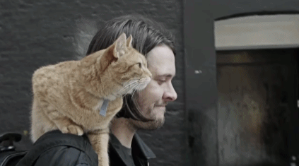 流浪猫鲍勃|