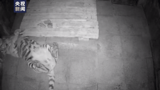 完达山|专家回应进村老虎为何叫完达山 网友疑惑:泰山、飞鹤为啥不行