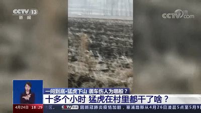 完达山|专家回应进村老虎为何叫完达山 网友疑惑:泰山、飞鹤为啥不行