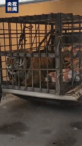 完达山|专家回应进村老虎为何叫完达山 网友疑惑:泰山、飞鹤为啥不行