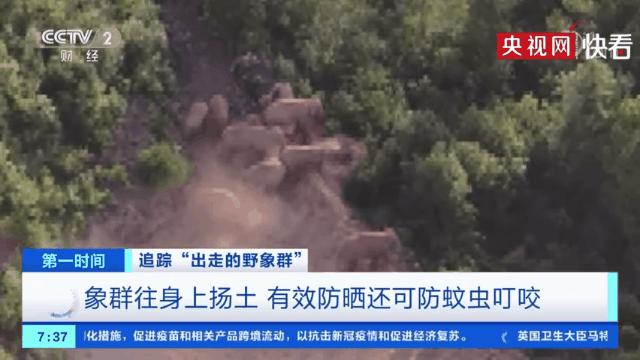 共同富裕|无人机拍下野象群睡觉休息画面 挤在一堆象宝宝睡中间