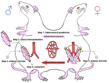 胚胎|中国科学家成功让公鼠怀孕 可能对生殖生物学产生深远影响