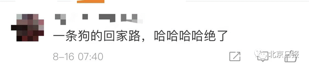 敦刻尔克|“六公主”CCTV6播放《一条狗的回家路》，网友：是我想多了吗？