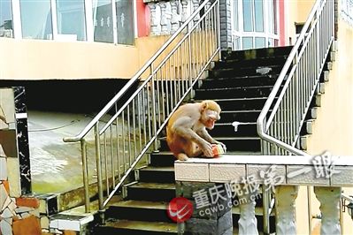重庆晚报讯 近日一只野猴跑进万盛黑山猕桂苑小区大肆捣乱，大家好不容易以美食为诱饵好不容易把它关起来，它竟然撬开窗户逃脱了。目前当地林业部门正在设法将它赶回猴群。