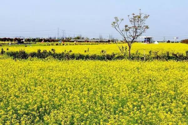 婺源的理由—— ▼ 3月18日-4月16日,第十屆奉賢菜花節將在莊行鎮舉行