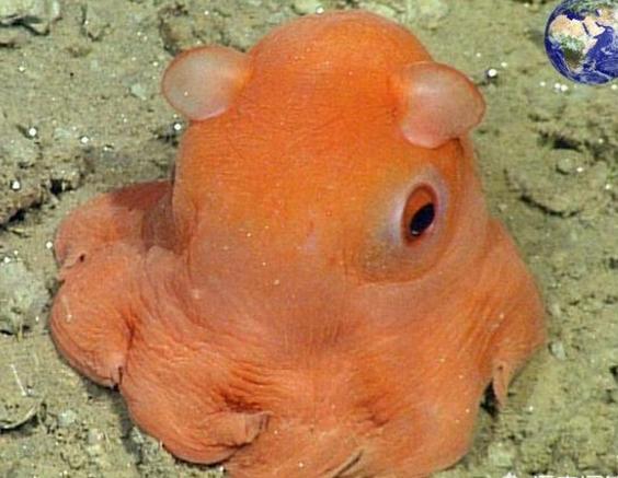 图片新闻  小飞象章鱼   小飞象章鱼,可能是深海中最萌的动物了,它30