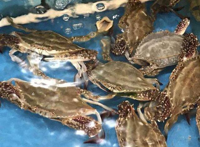 临港新片区不止是自贸区,还是旅游目的地、吃货天堂,学习发呆好地方