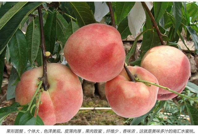 临港新片区不止是自贸区,还是旅游目的地、吃货天堂,学习发呆好地方